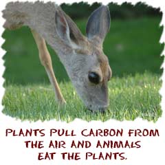 plants pull carbon from the air and animals eat the plants