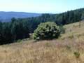 Redwoods-Dolason Prairie