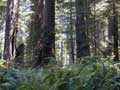 Redwoods-Ladybird Johnson Grove