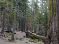 Yosemite-Mariposa Grove