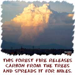 This forest fire releases carbon atoms and compounds into the atmosphere and surrounding ecosystems