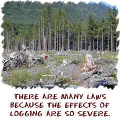 There are many laws because the effects of logging are so severe.