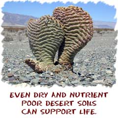 even dry desert soils can support life