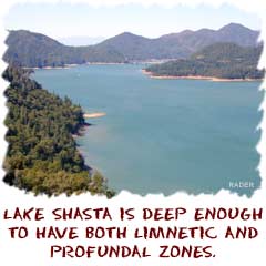 lake shasta is deep enough to have both limnetic and profundal zones