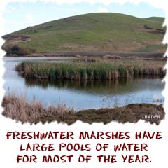 Freshwater marshes have pools of water throughout most of the year.