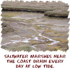 Saltwater marshes near the coast drain every day at low tide.